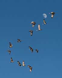 Kookaburra essay test two