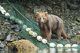 Sitka